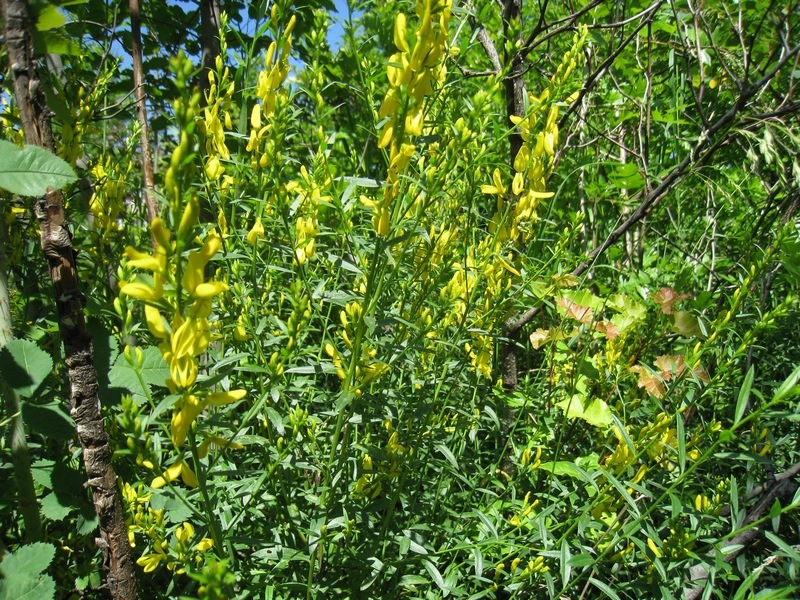 Image of Genista tinctoria specimen.