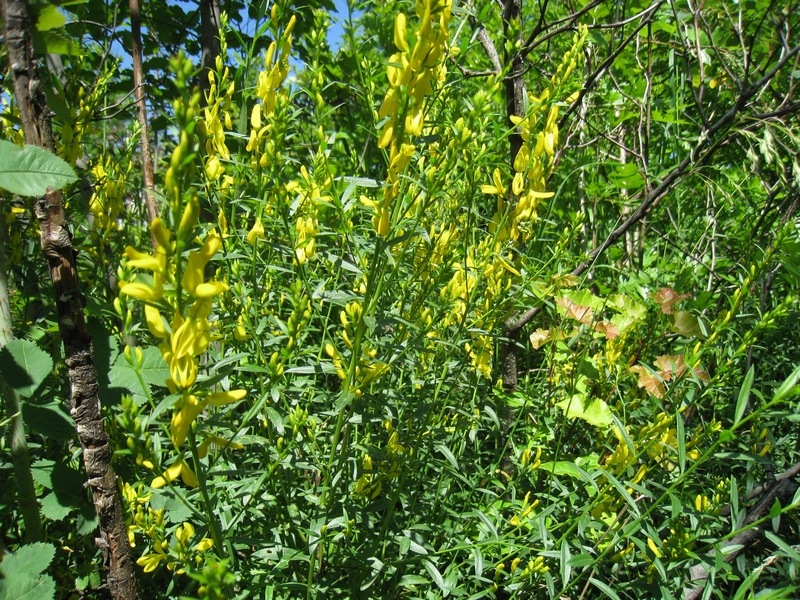 Изображение особи Genista tinctoria.