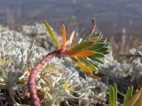 Euphorbia petrophila