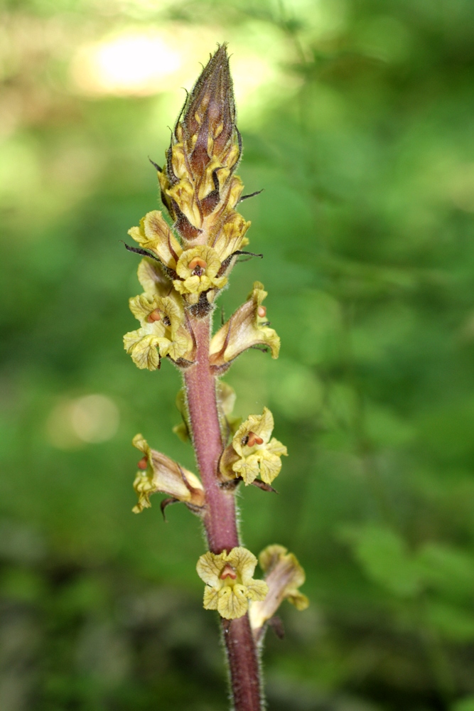 Изображение особи Orobanche laxissima.