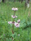 Phlomoides tuberosa. Верхушка побега с соцветием. Иркутская обл., западный берег Байкала, низина около ручья. 02.08.2013.