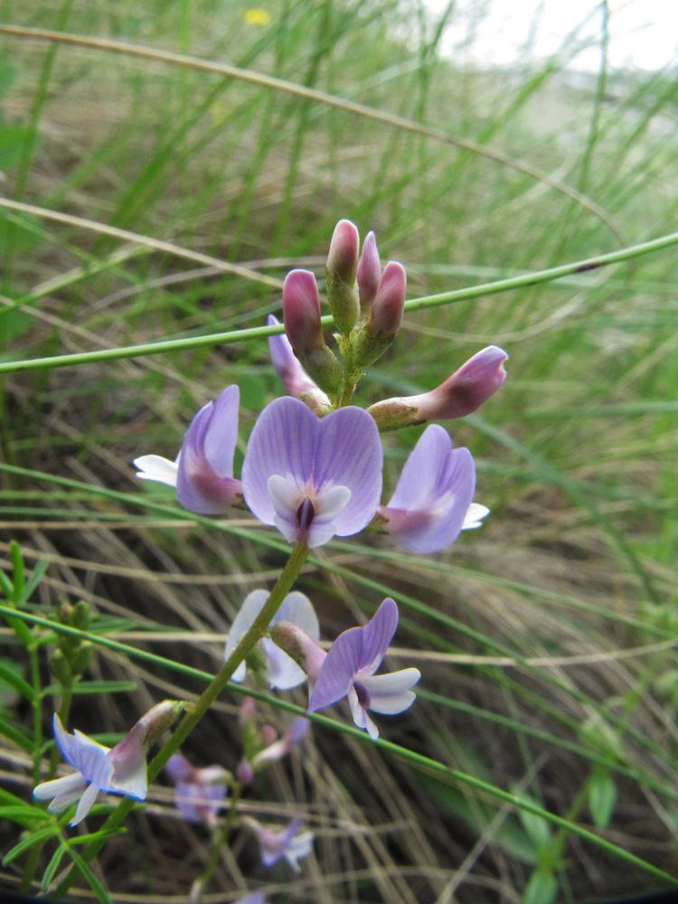 Image of Astragalus silvisteppaceus specimen.