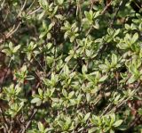 Rhododendron obtusum