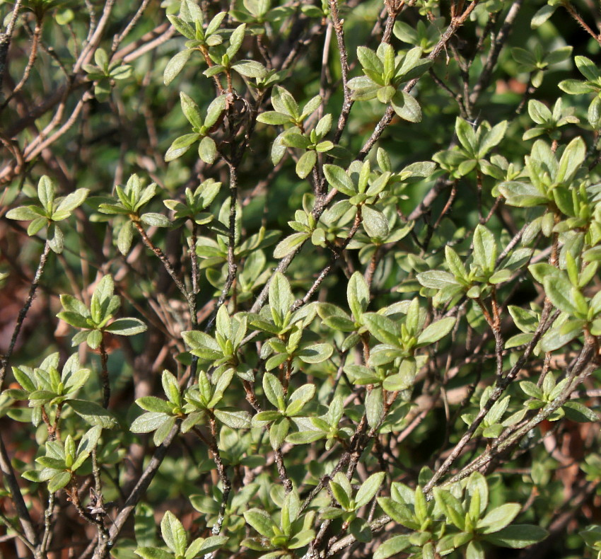 Image of Rhododendron obtusum specimen.