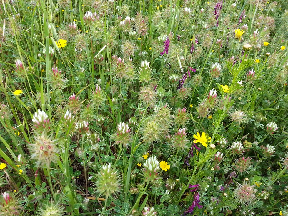 Изображение особи Trifolium stellatum.