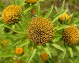 Bidens radiata