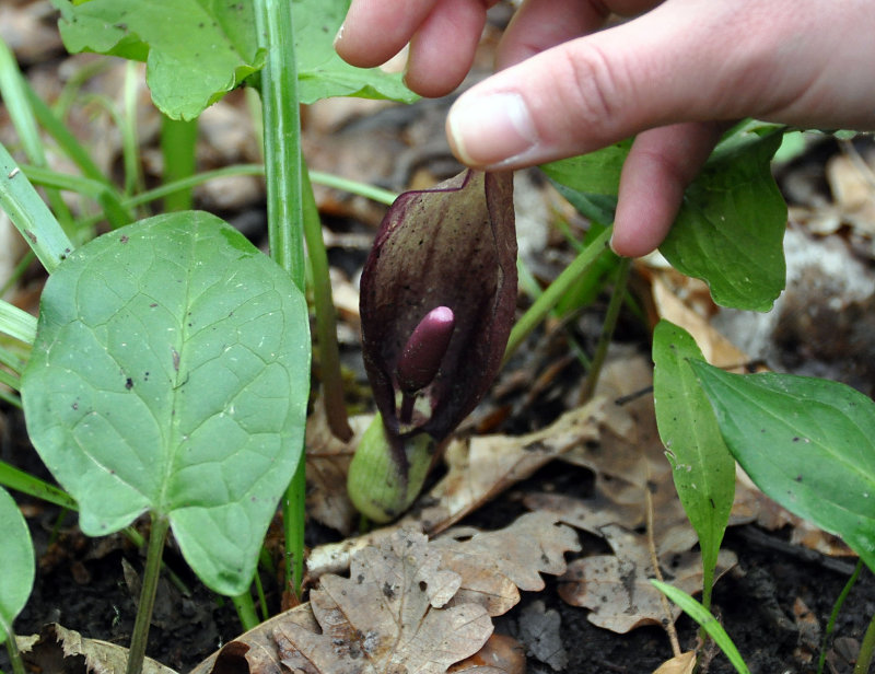 Изображение особи Arum orientale.