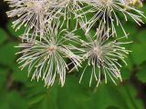 Thalictrum aquilegiifolium. Цветки. Украина, Ивано-Франковская обл., Верховинский р-н, окр. села Дземброня, вдоль дороги в смешанном лесу. 5 июня 2009 г.