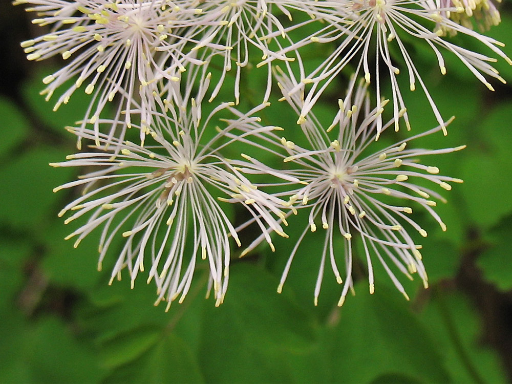 Изображение особи Thalictrum aquilegiifolium.