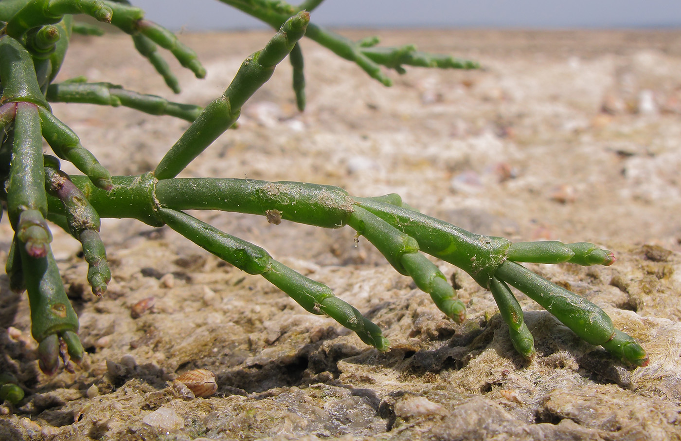 Изображение особи Salicornia perennans.