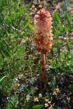 Orobanche centaurina