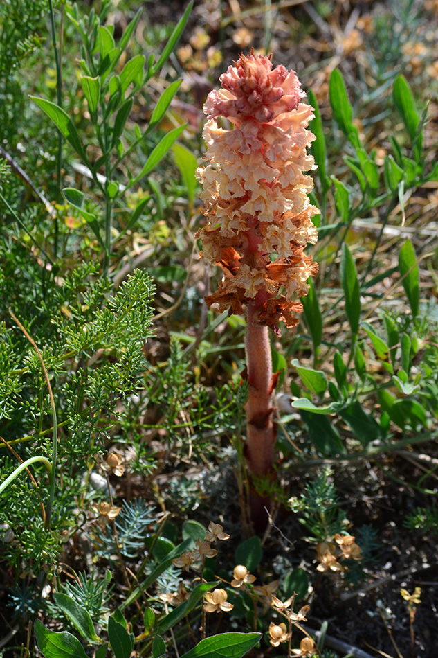 Image of Orobanche centaurina specimen.