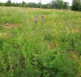 Centaurea scabiosa. Цветущие растения на краю поля. Московская обл., Павлово-Посадский р-н, с. Саурово. 21.06.2014.