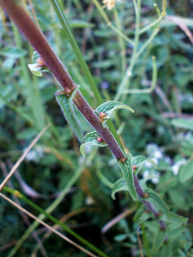 Image of Campanula ruthenica specimen.