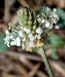 Plantago lanceolata