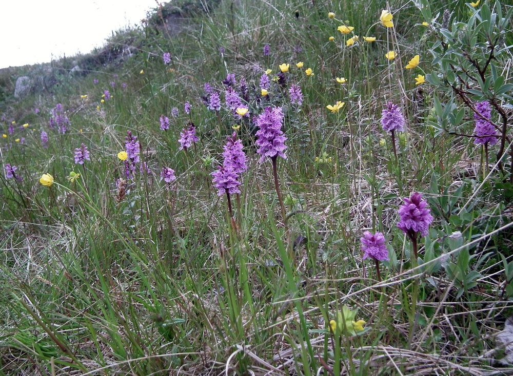 Изображение особи Dactylorhiza psychrophila.