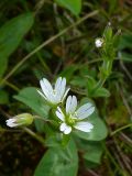 Cerastium scandicum. Верхушка растения с соцветием. Мурманская обл., Североморский р-н, окр. пос. Росляково, обочина тропинки. 09.07.2009.