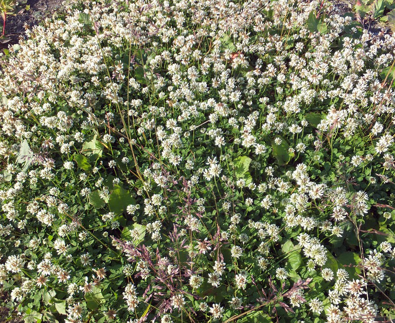 Image of Trifolium repens specimen.