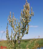 Rumex tuberosus ssp. horizontalis