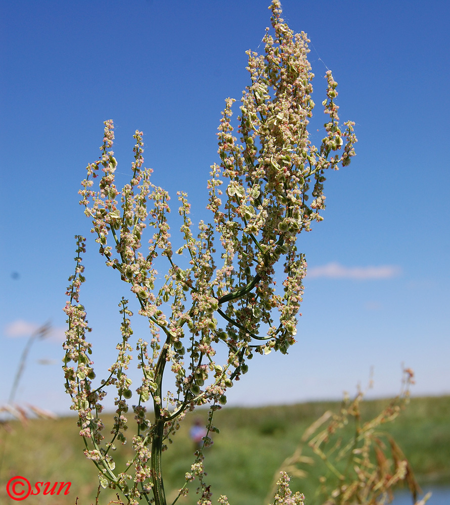 Изображение особи Rumex tuberosus ssp. horizontalis.