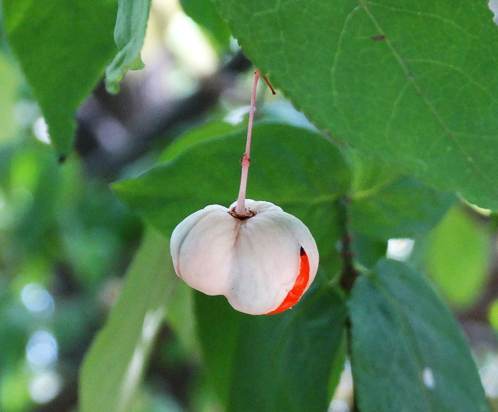 Изображение особи Euonymus verrucosus.