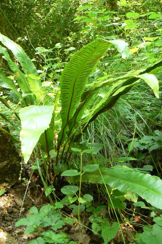 Image of Phyllitis scolopendrium specimen.