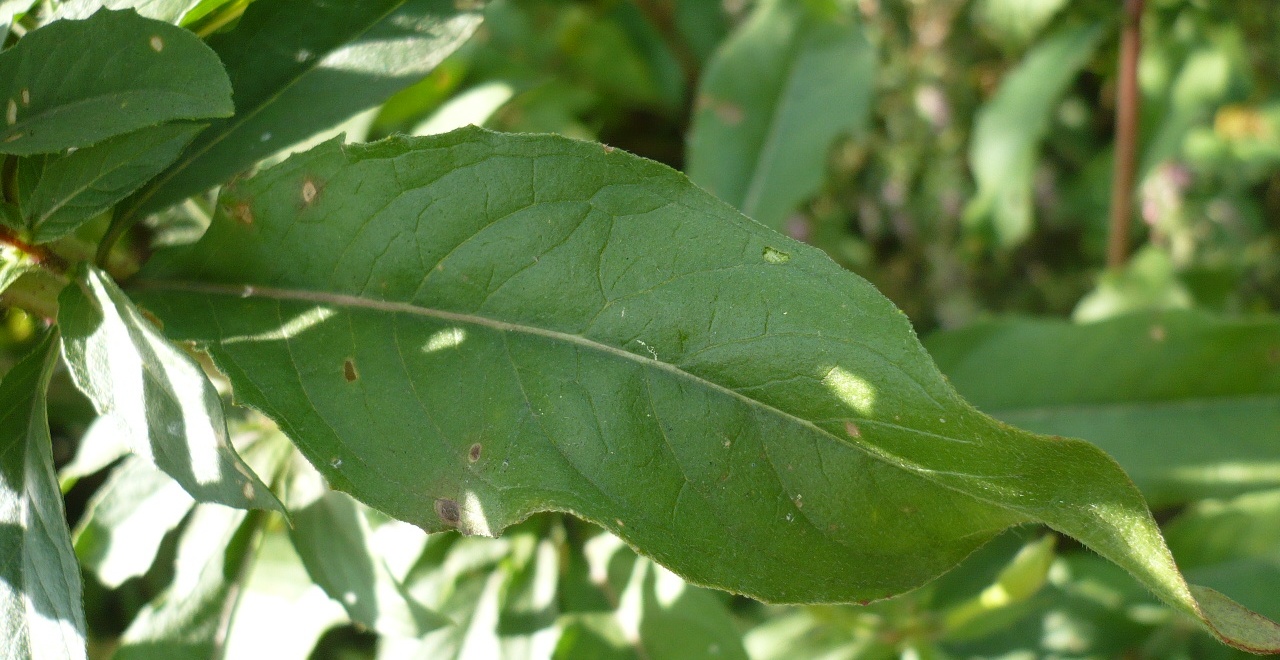 Image of Oenothera rubricaulis specimen.