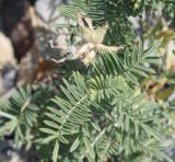Image of taxon representative. Author is Денис Мирин