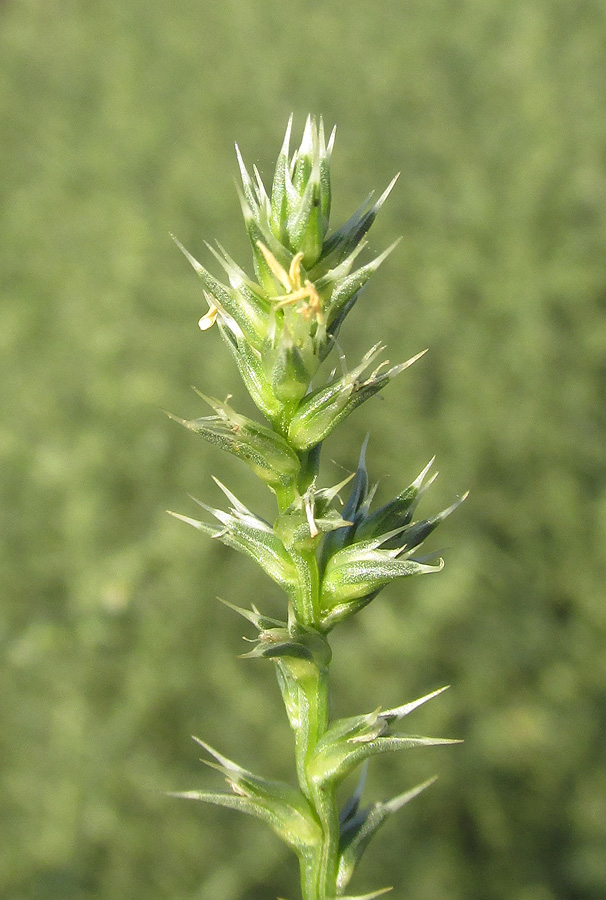 Изображение особи Salsola tragus.