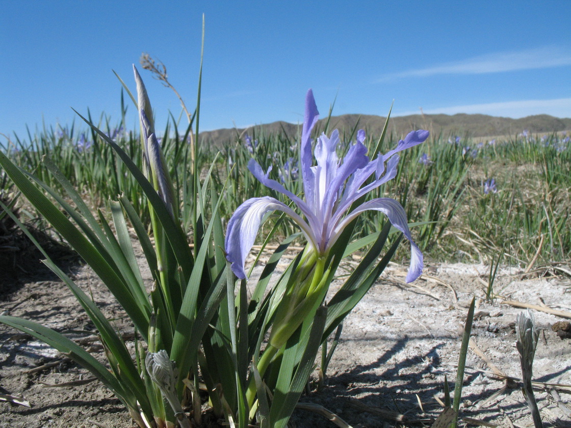 Изображение особи Iris pallasii.