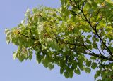 Idesia polycarpa