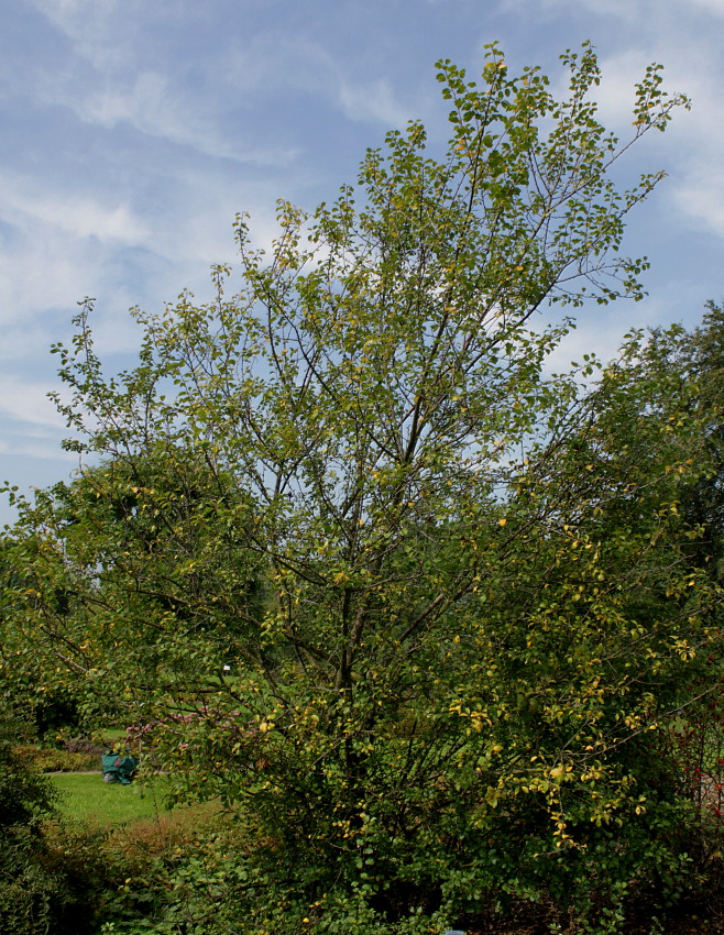 Image of Prunus insititia var. juliana specimen.