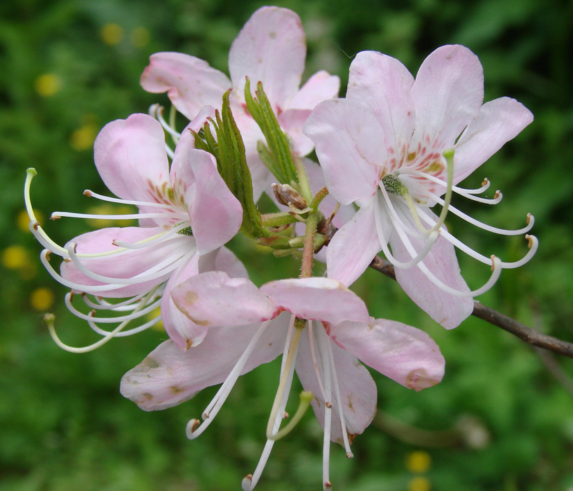 Изображение особи род Rhododendron.