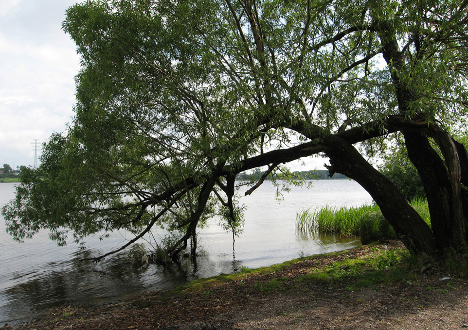 Image of Salix euxina specimen.