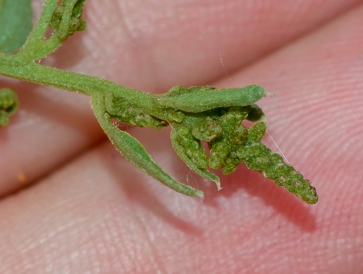 Image of Atriplex davisii specimen.