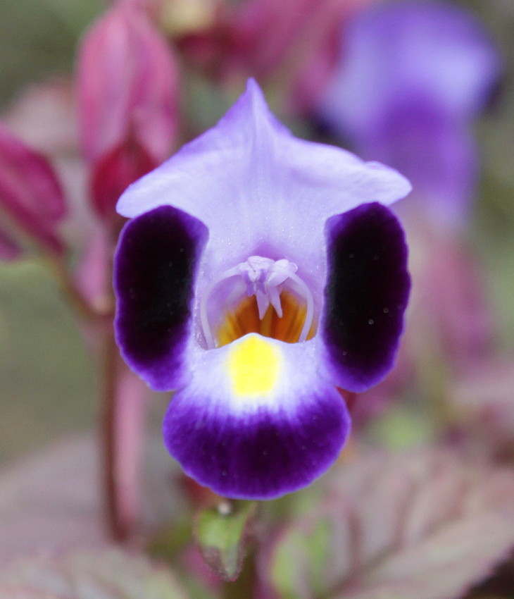 Image of Torenia fournieri specimen.