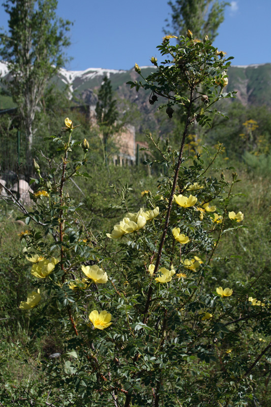 Image of Rosa kokanica specimen.