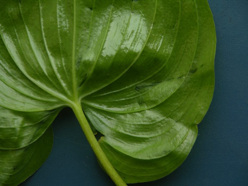 Image of Maianthemum dilatatum specimen.