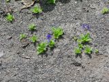 Veronica grandiflora