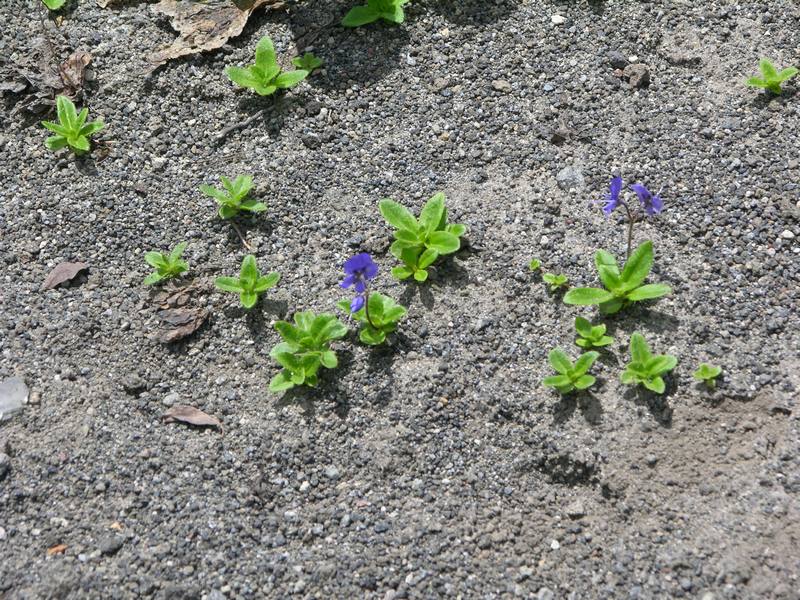 Image of Veronica grandiflora specimen.