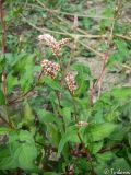 Persicaria lapathifolia