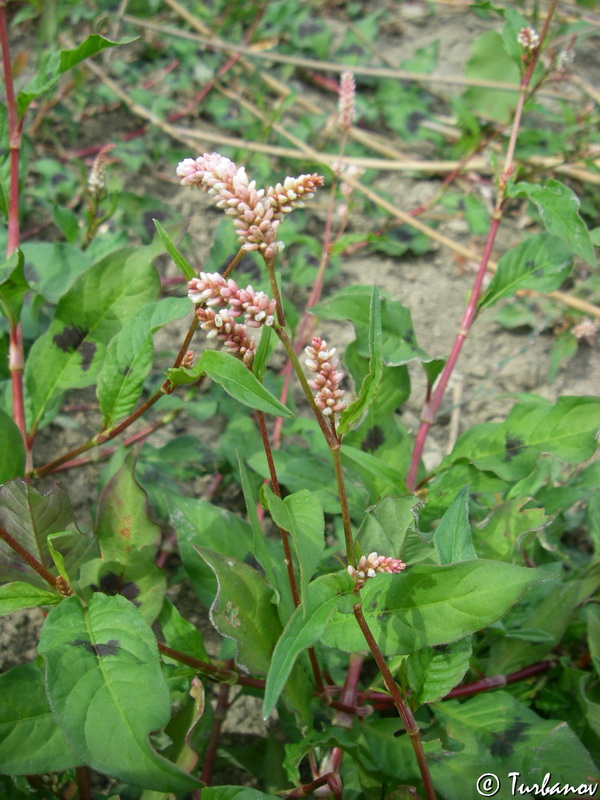 Image of Persicaria lapathifolia specimen.