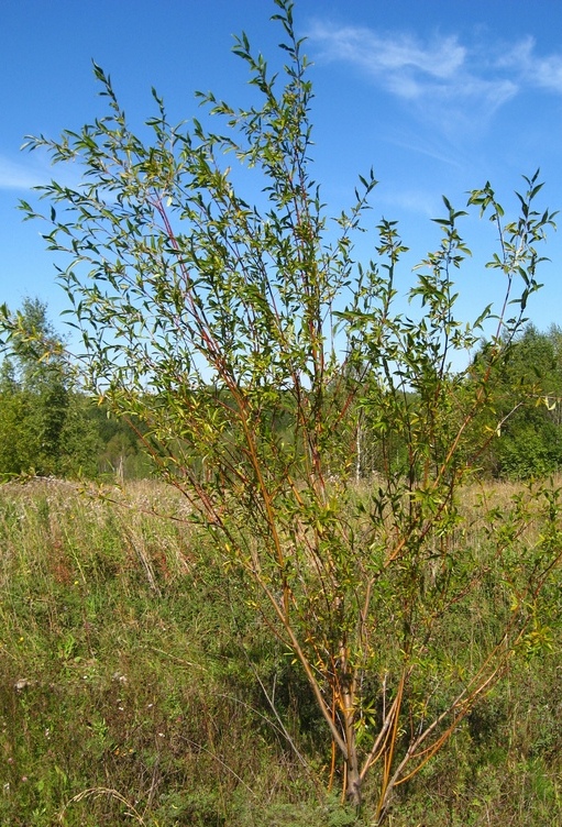 Image of Salix rorida specimen.