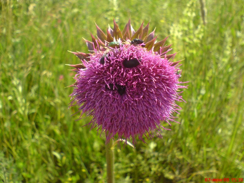 Image of Carduus thoermeri specimen.