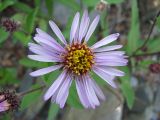 Aster sibiricus