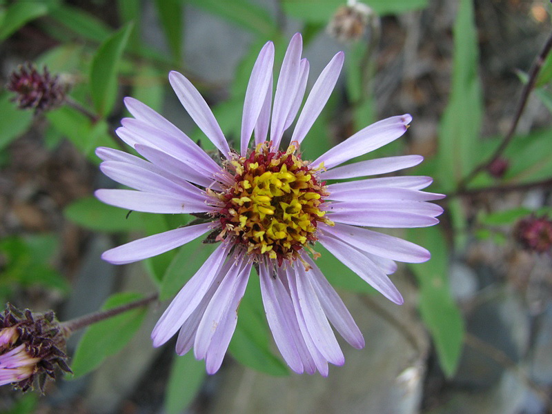 Изображение особи Aster sibiricus.