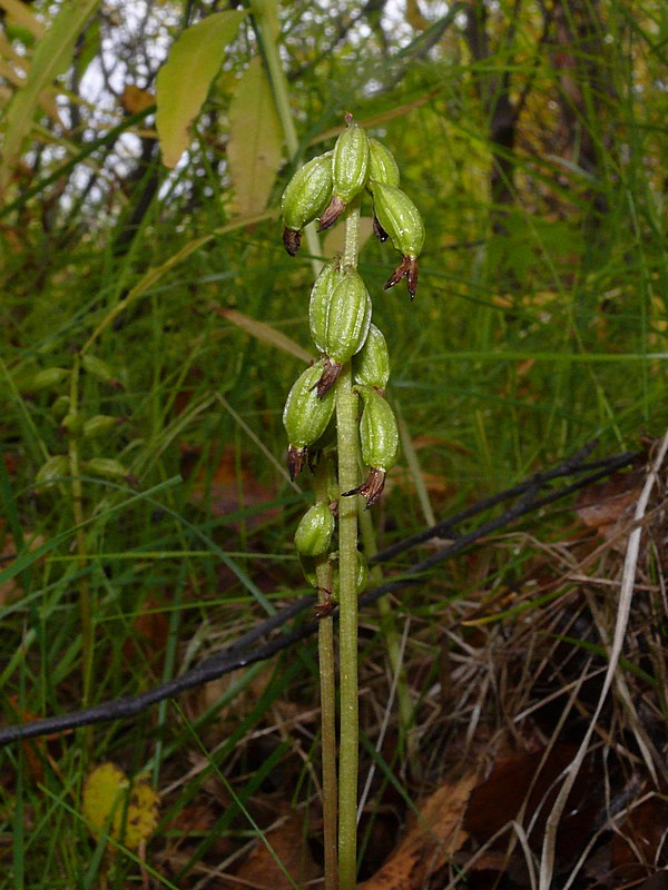 Изображение особи Corallorhiza trifida.