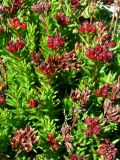 Rhodiola coccinea