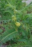 Astragalus alopecurus