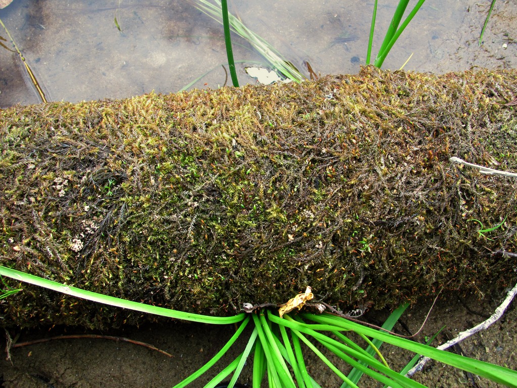 Изображение особи Leptodictyum riparium.